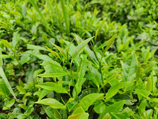 黃金芽11號(hào)