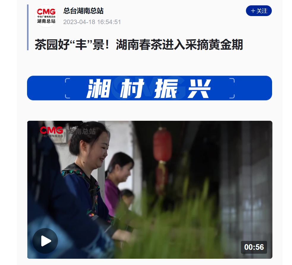 茶園好“豐”景！湖南春茶進(jìn)入采摘黃金期