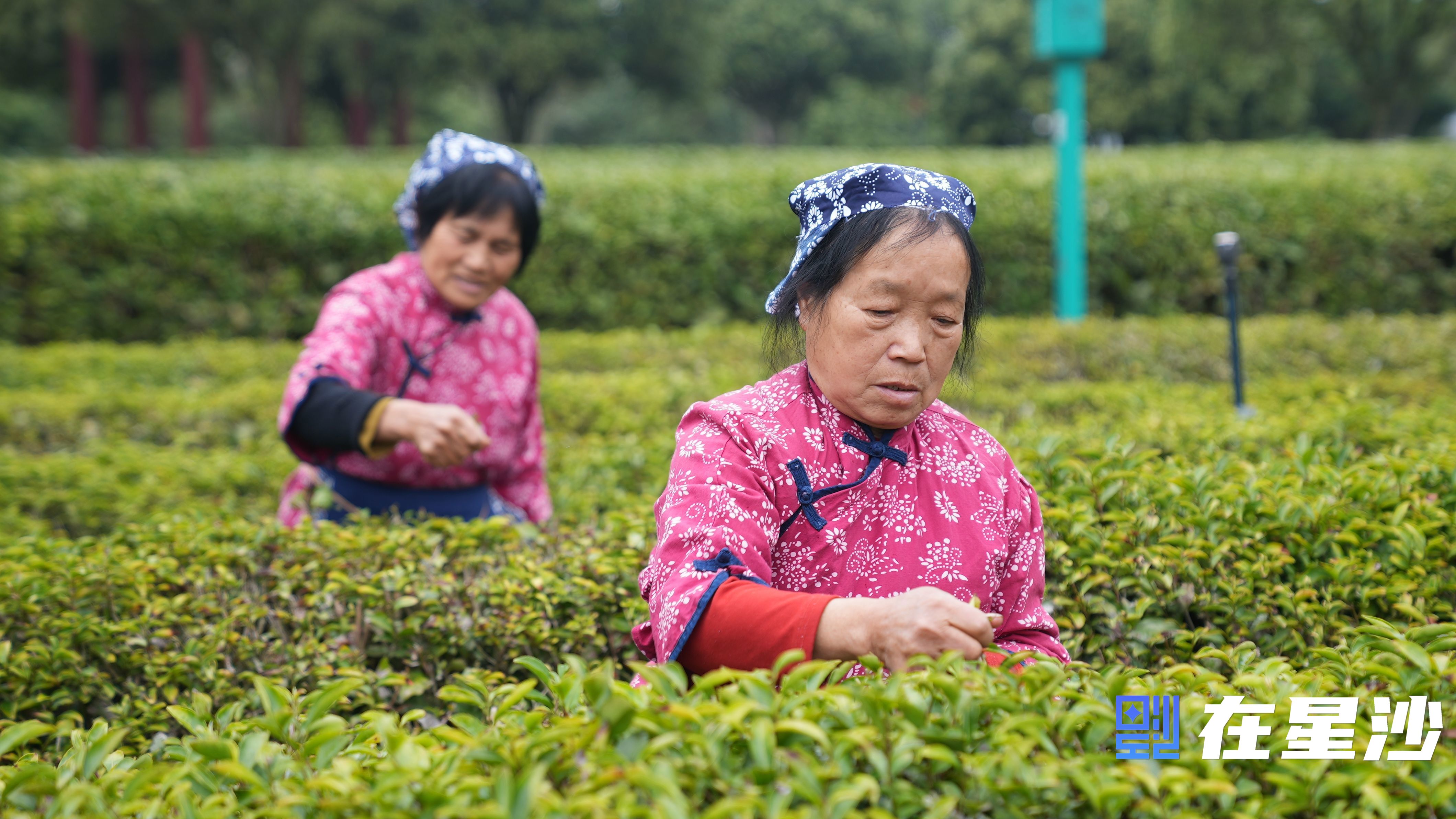 長沙縣頭茬春茶搶“鮮”開采 萬畝茶園好“豐”光