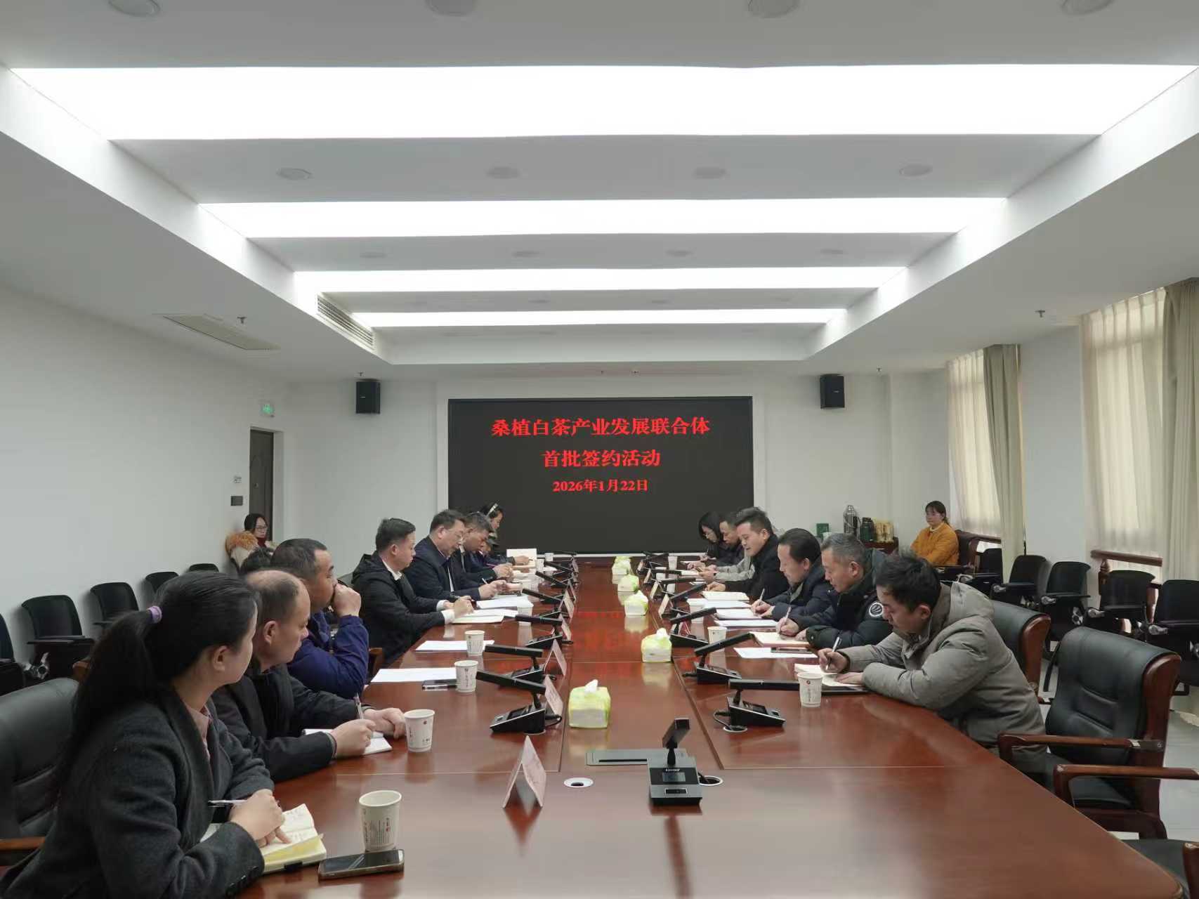 湘豐桑植白茶公司牽頭組建桑植白茶產業發展聯合體 首批簽約開啟協同共贏新征程